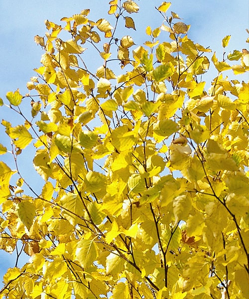 Let S Enjoy Autumn Leaves In The Japan Alps The Japan Alps