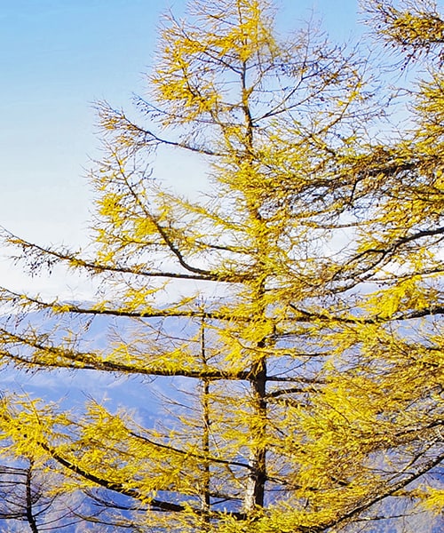 日本アルプスの紅葉 The Japan Alps