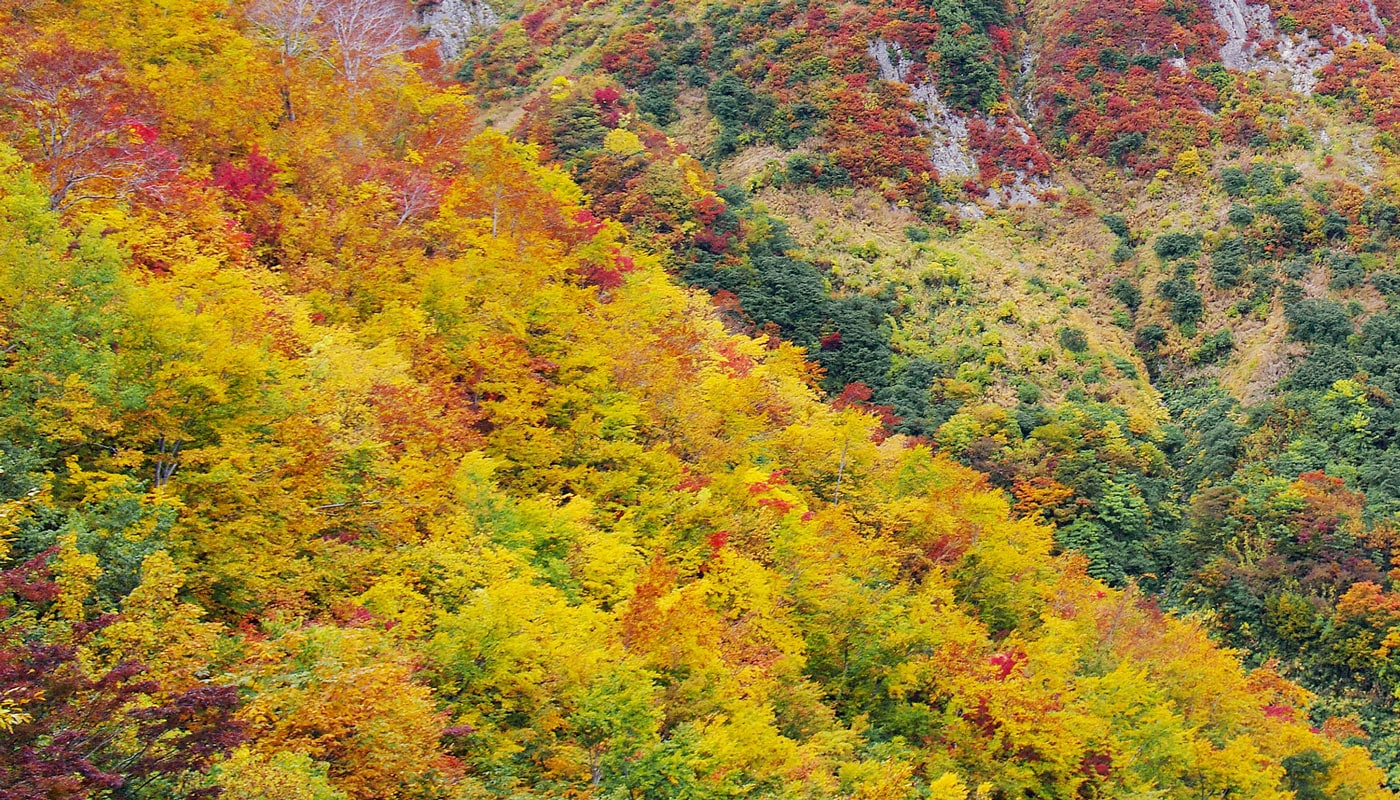 日本アルプスの紅葉 The Japan Alps