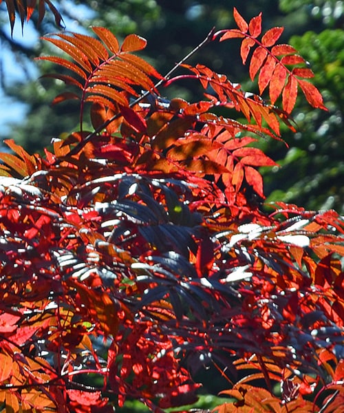 日本アルプスの紅葉 The Japan Alps