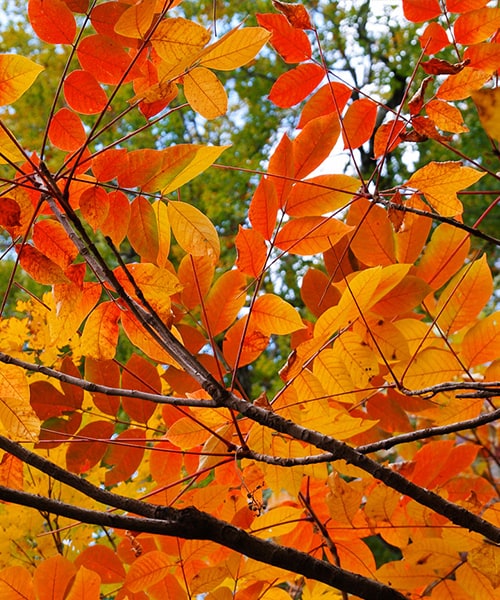 日本アルプスの紅葉 The Japan Alps