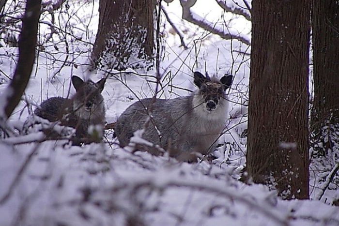 日本アルプスの野生動物たち 哺乳類篇 The Japan Alps