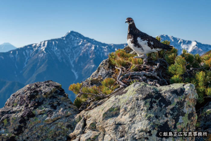 日本アルプスの野鳥 | THE JAPAN ALPS